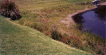 Florida Golf Course Shoreline Restoration